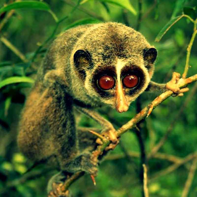 Fascinating Fauna in the sinharaja Rain Forest - the way through