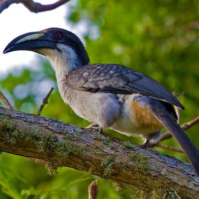 Fascinating Fauna in the sinharaja Rain Forest - the way through